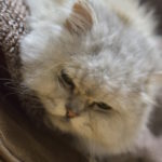 寒いけどショートヘア