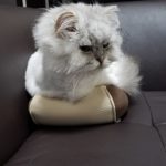 最近のサロンワーク