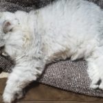 猫にコタツ